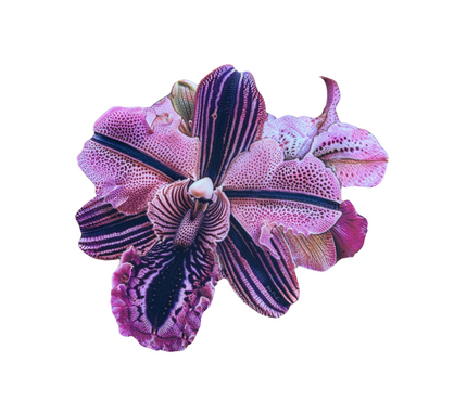 Individual troquelado en tela Orquidea Fucsia